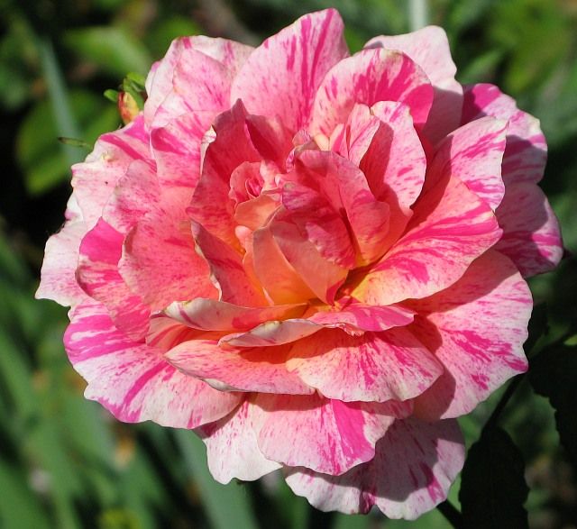  photo SwirlingOrangeIMG_0781_zps4285d3a3.jpg